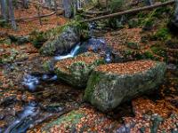 Dichter Buchenlaub Teppich auf Felsblöcken im Riesbachbett - Rißloch Wasserfälle